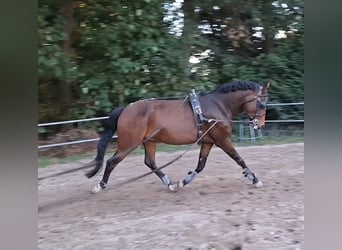 Kuc New Forest, Wałach, 5 lat, 149 cm, Gniada