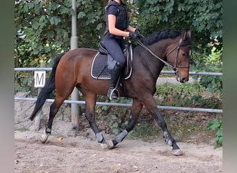 Kuc New Forest, Wałach, 5 lat, 149 cm, Gniada
