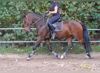Kuc New Forest, Wałach, 5 lat, 149 cm, Gniada