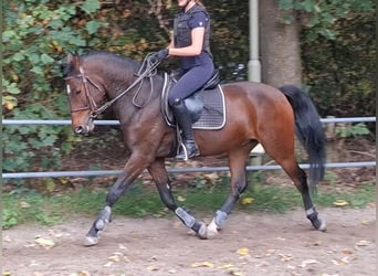 Kuc New Forest, Wałach, 5 lat, 149 cm, Gniada