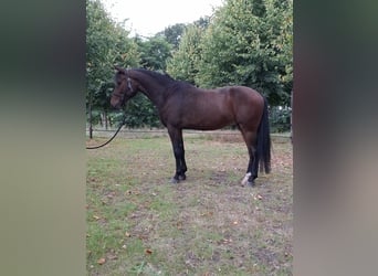 Kuc New Forest, Wałach, 5 lat, 149 cm, Gniada