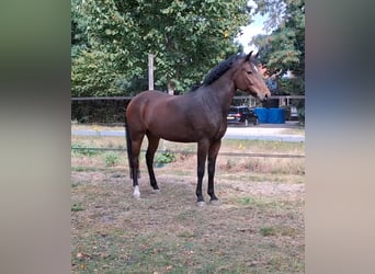 Kuc New Forest, Wałach, 5 lat, 149 cm, Gniada