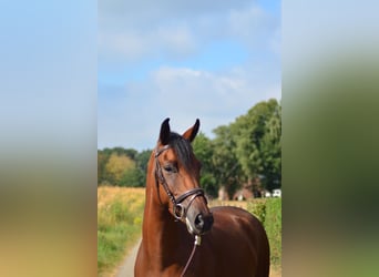 Kuc New Forest, Wałach, 6 lat, 148 cm, Gniada