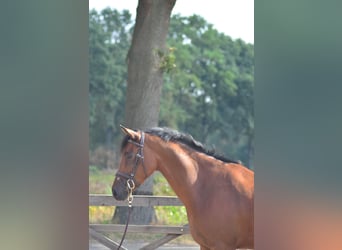 Kuc New Forest, Wałach, 6 lat, 148 cm, Gniada