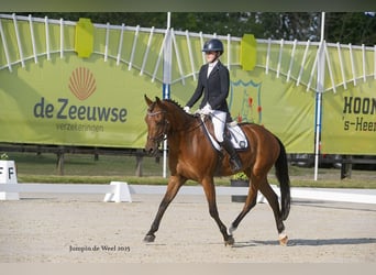 Kuc New Forest, Wałach, 6 lat, 148 cm, Gniada