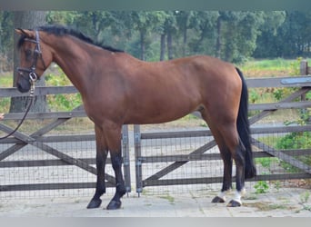 Kuc New Forest, Wałach, 6 lat, 148 cm, Gniada