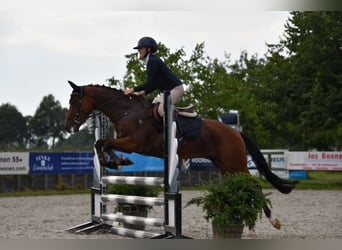 Kuc New Forest, Wałach, 6 lat, 148 cm, Gniada