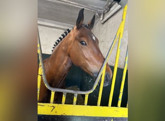 Kuc New Forest, Wałach, 6 lat, 149 cm, Gniada