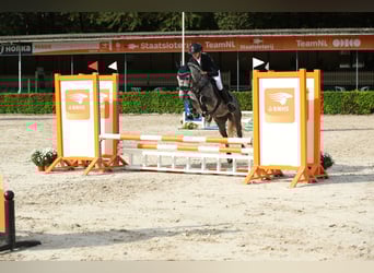 Kuc New Forest, Wałach, 7 lat, 136 cm