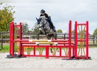 Kuc New Forest, Wałach, 7 lat, 136 cm