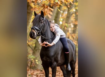 Kuc New Forest, Wałach, 7 lat, 142 cm, Skarogniada