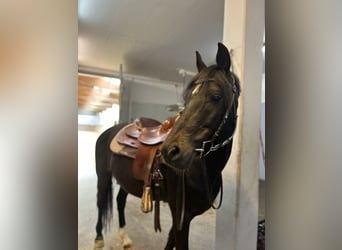 Kuc New Forest, Wałach, 8 lat, 153 cm, Ciemnogniada