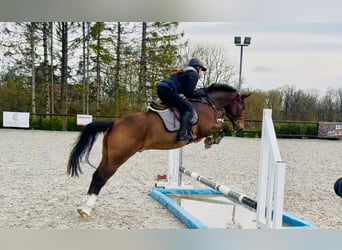 Kuc New Forest, Wałach, 9 lat, 144 cm, Gniada