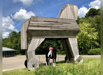 Kuc New Forest, Wałach, 9 lat, 145 cm, Kara