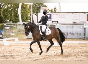 Kuc New Forest, Wałach, 9 lat, 155 cm, Ciemnogniada
