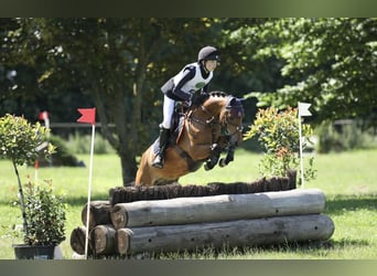 Kuc New Forest, Wałach, 13 lat, 145 cm