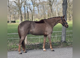 Kuc New Forest, Wałach, 13 lat, 146 cm, Kasztanowata