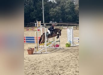 Kuc New Forest, Wałach, 14 lat, 118 cm, Gniada