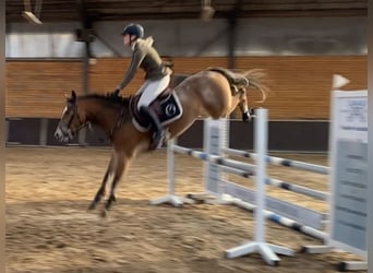 Kuc New Forest Mix, Wałach, 5 lat, 147 cm, Gniadodereszowata