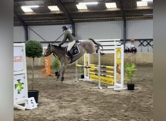 Kuc New Forest Mix, Wałach, 5 lat, 147 cm, Gniadodereszowata