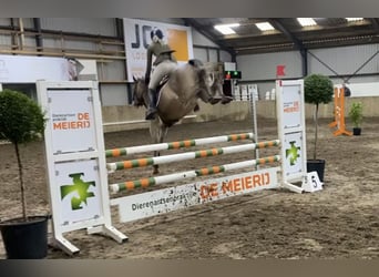 Kuc New Forest Mix, Wałach, 5 lat, 147 cm, Gniadodereszowata