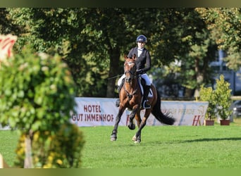 Kuc New Forest, Wałach, 7 lat, 148 cm, Gniada