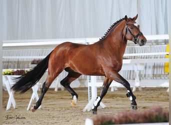 Kuc New Forest, Wałach, 7 lat, 148 cm, Gniada