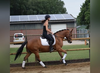 Kuc New Forest, Wałach, 9 lat, 147 cm, Gniada
