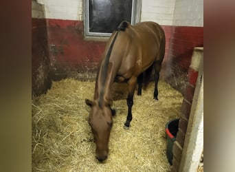 Kuc polo, Klacz, 10 lat, 156 cm, Ciemnogniada