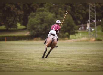 Kuc polo, Klacz, 13 lat, 156 cm, Kasztanowatodereszowata