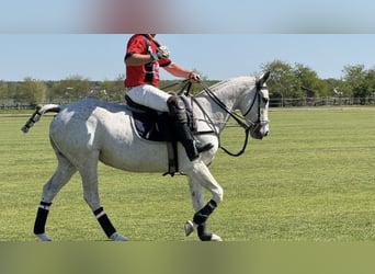Kuc polo, Klacz, 17 lat, 156 cm, Siwa