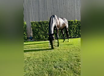 Kuc polo, Klacz, 21 lat, 152 cm, Kara