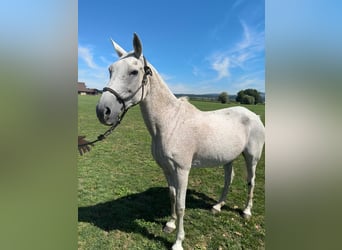 Kuc polo, Klacz, 21 lat, 153 cm, Siwa jabłkowita