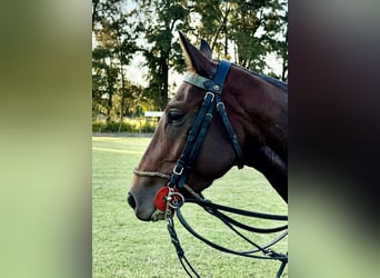 Kuc polo, Klacz, 7 lat, 155 cm, Gniada