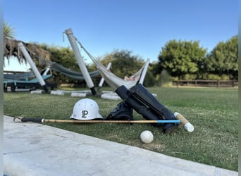 Kuc polo, Klacz, 8 lat, 152 cm, Izabelowata