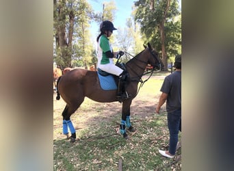 Kuc polo, Klacz, 8 lat, 155 cm, Gniada