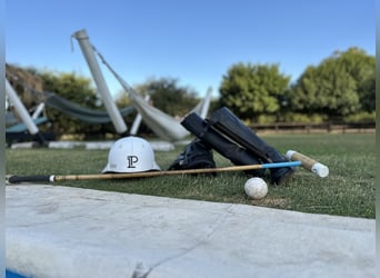 Kuc polo, Klacz, 9 lat, 152 cm, Siwa