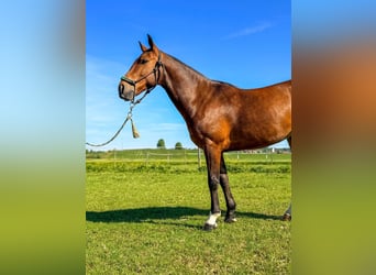 Kuc polo, Wałach, 7 lat, 152 cm, Gniada