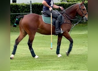 Kuc polo, Wałach, 7 lat, 152 cm, Gniada