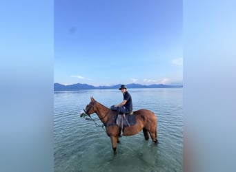 Kuc polo, Wałach, 7 lat, 160 cm, Ciemnokasztanowata