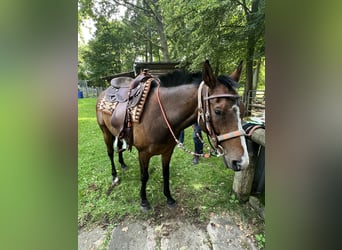 Kuc polo, Wałach, 8 lat, 158 cm, Gniada
