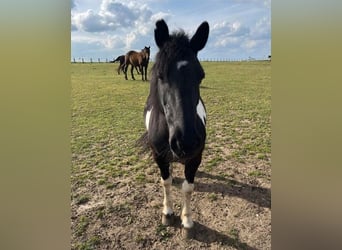 Kuc Pottok Mix, Klacz, 17 lat, 135 cm, Tobiano wszelkich maści