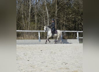 Kuc walijski partbred, Klacz, 12 lat, 142 cm, Siwa