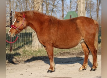 Kuc walijski partbred Mix, Klacz, 13 lat, 130 cm, Ciemnokasztanowata