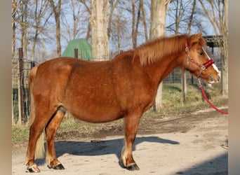 Kuc walijski partbred Mix, Klacz, 13 lat, 130 cm, Ciemnokasztanowata