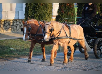 Kuc walijski partbred Mix, Klacz, 13 lat, 130 cm, Ciemnokasztanowata