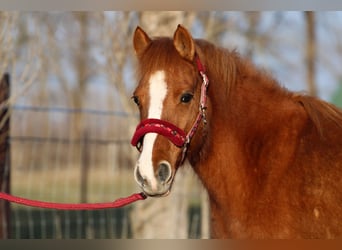 Kuc walijski partbred Mix, Klacz, 13 lat, 130 cm, Ciemnokasztanowata