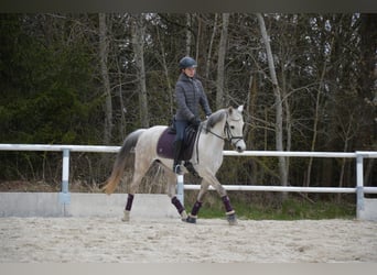 Kuc walijski partbred, Klacz, 13 lat, 142 cm, Siwa