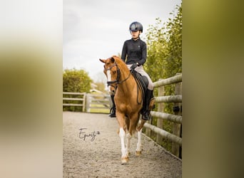 Kuc walijski partbred, Klacz, 13 lat, 144 cm, Kasztanowata