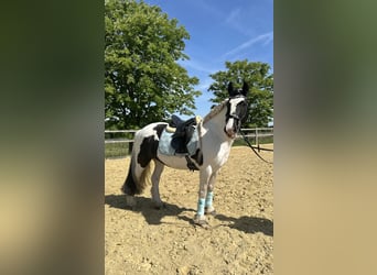Kuc walijski partbred, Klacz, 13 lat, 146 cm, Srokata